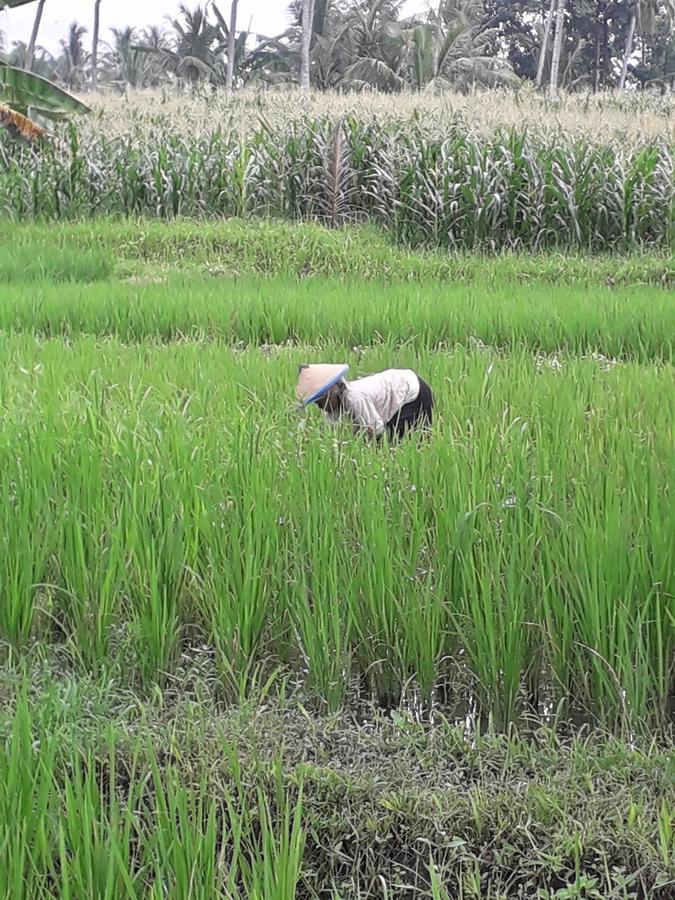 Banyu Homestay Banyuwangi  Kültér fotó